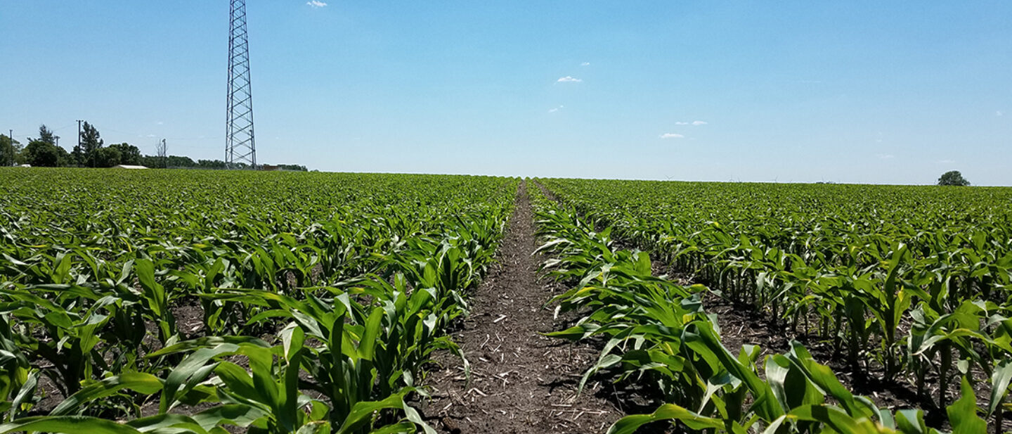 Tract 1 South View of Corn Field