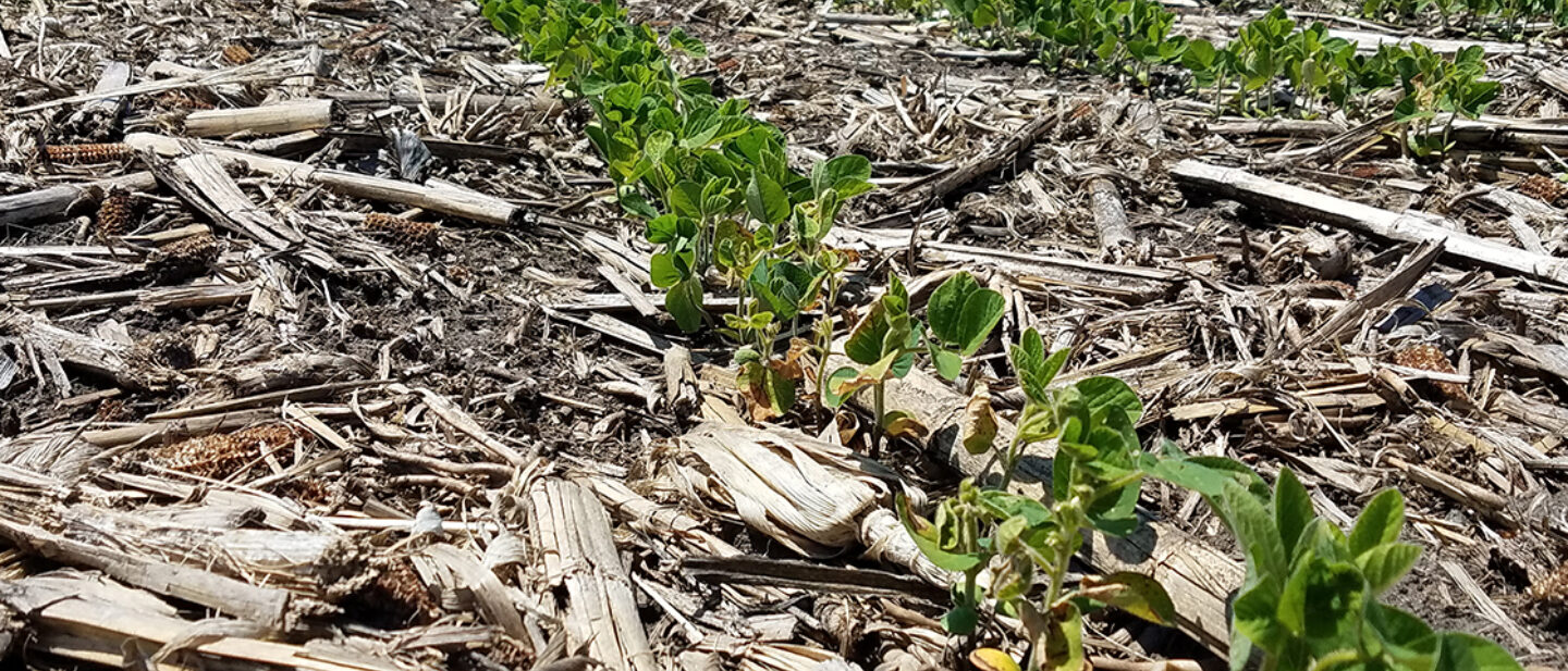 Tract 1 Soybean close up