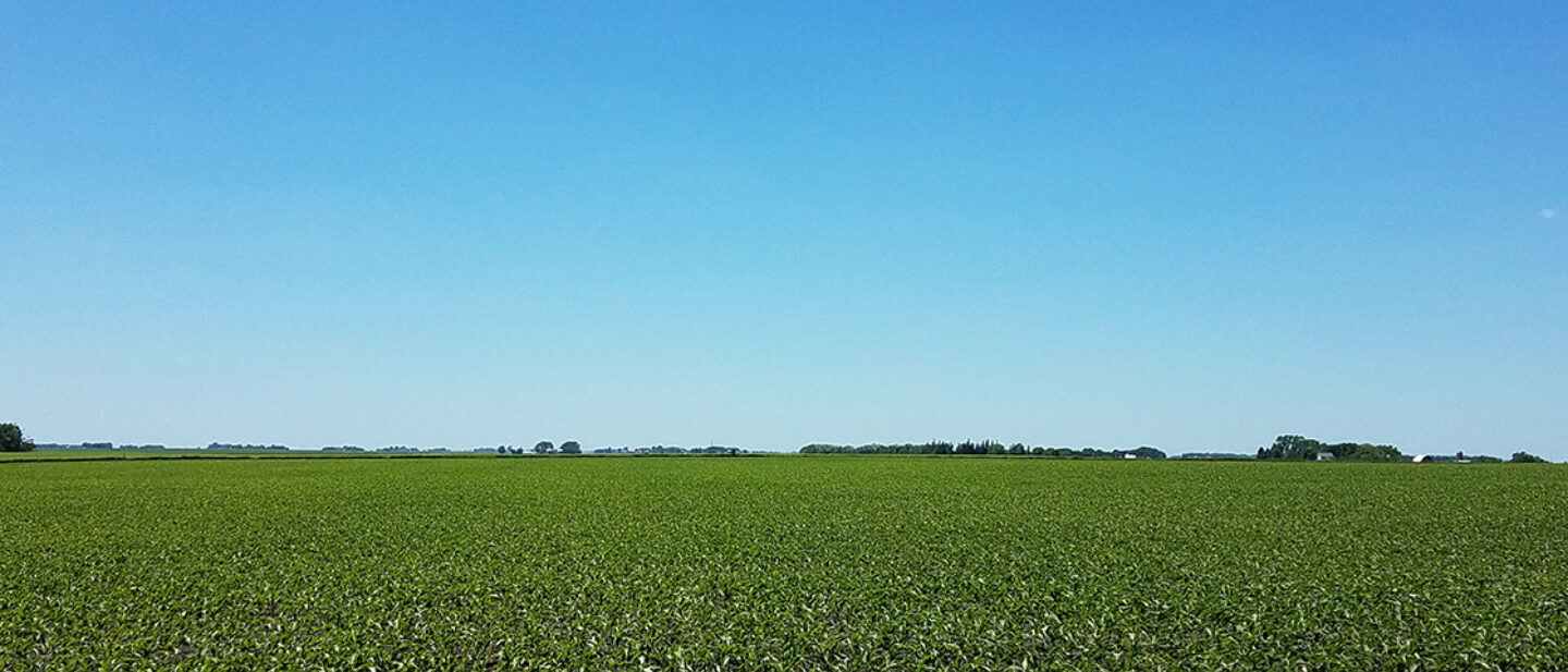 Tract 1 West View of Corn Field