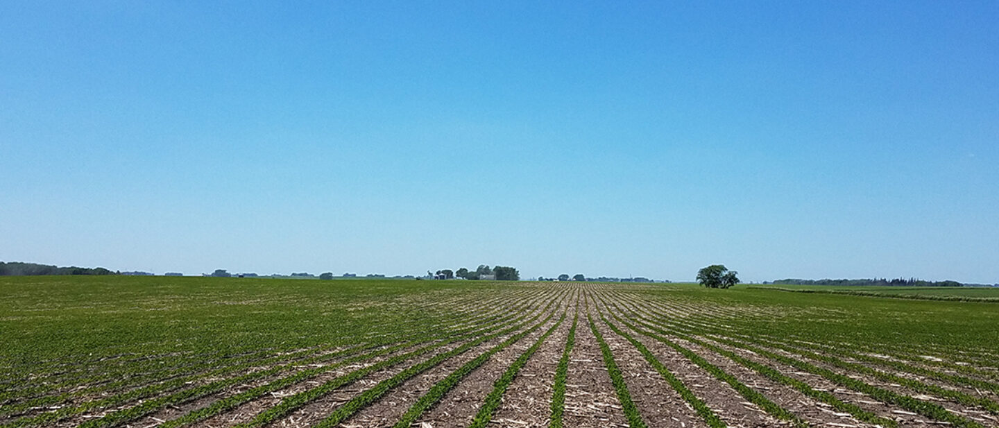 Tract 1 West View of Soybean Field