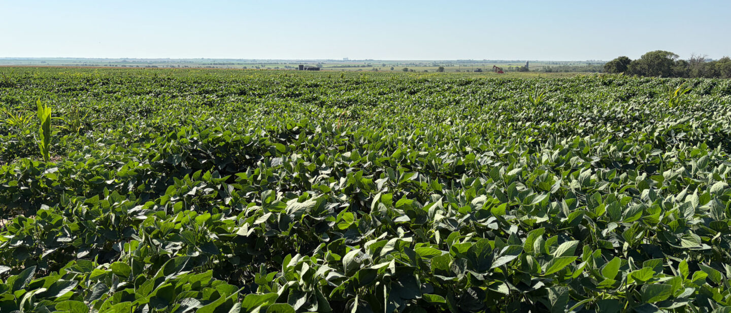 Tract 2 A10294 online Rooks county KS2