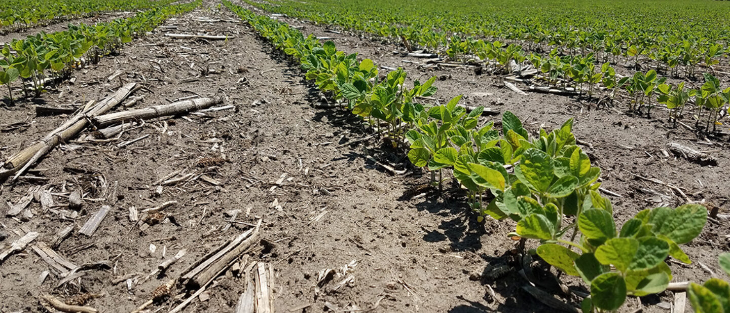 Tract 2 Close up of soybeans