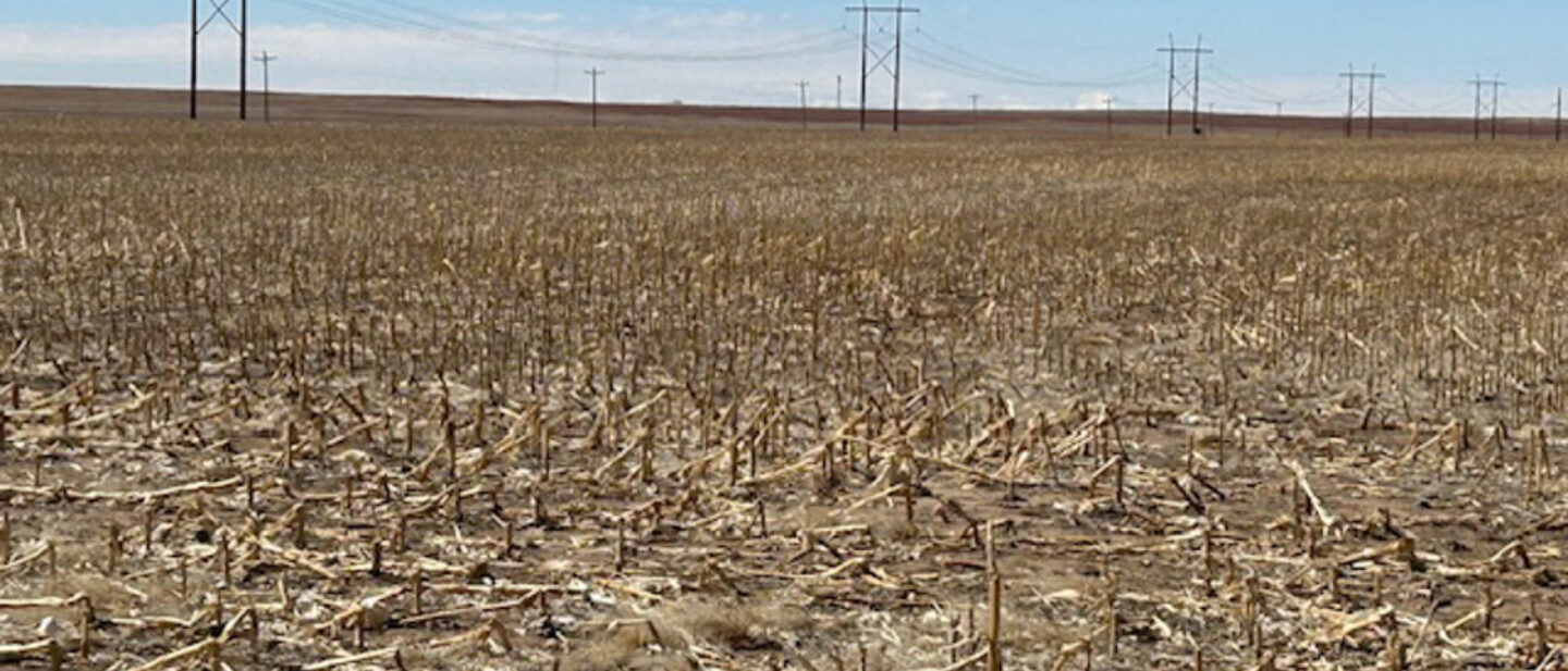 Tract 2 Corn Stalks with Nearby Transmission Line