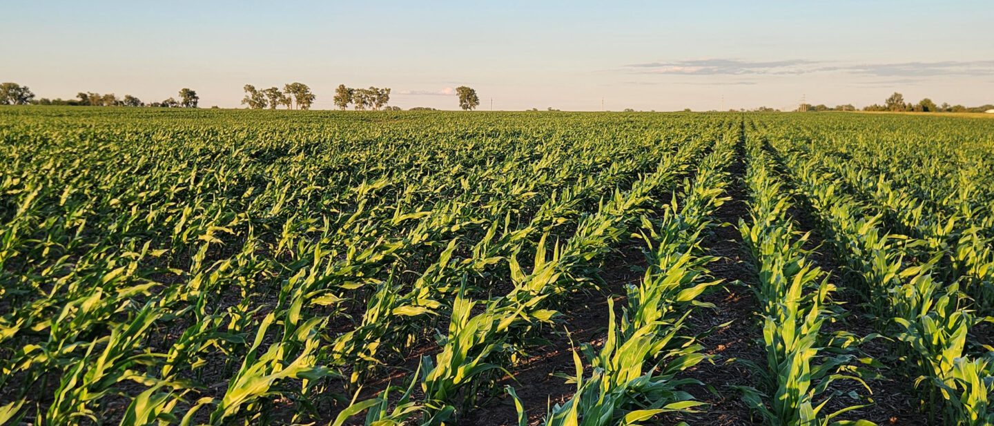 Tract 2 Corn