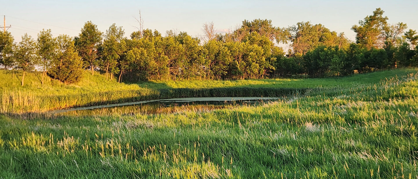Tract 2 Pond