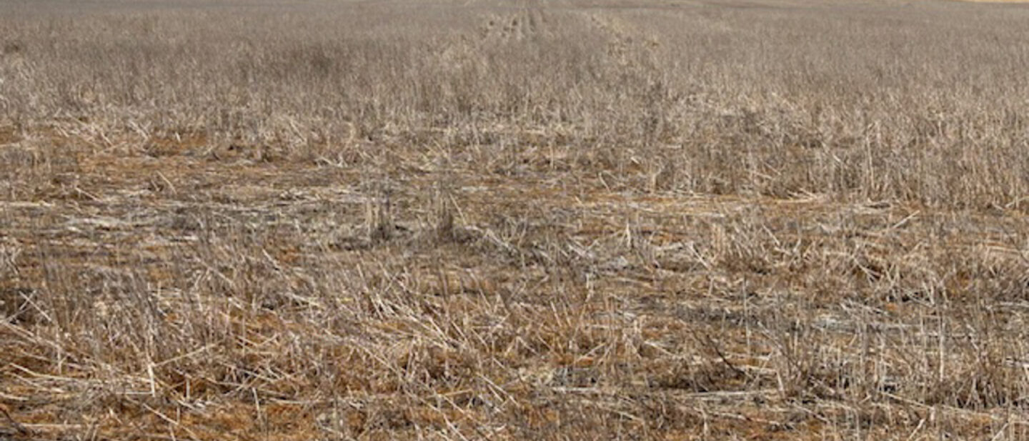 Tract 2 Wheat Stubble