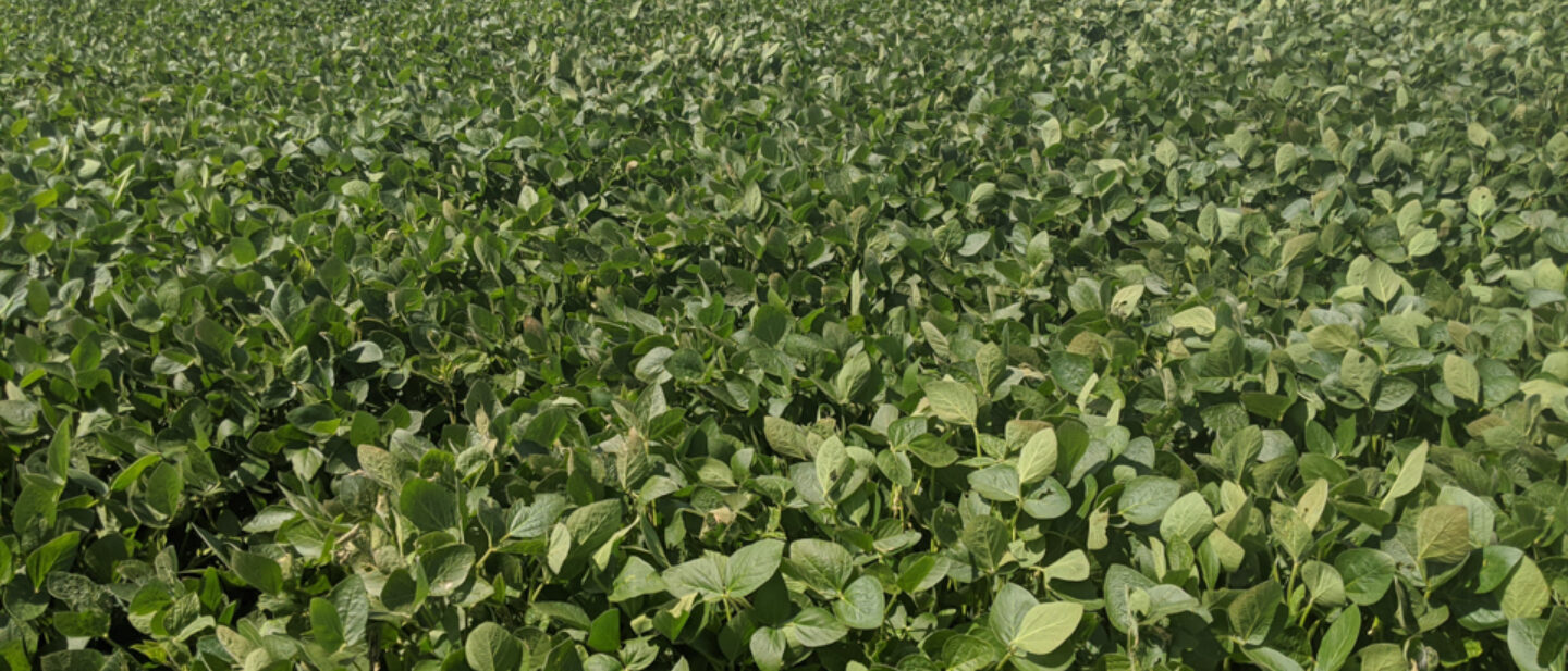 Tract 2 closer up of soybeans