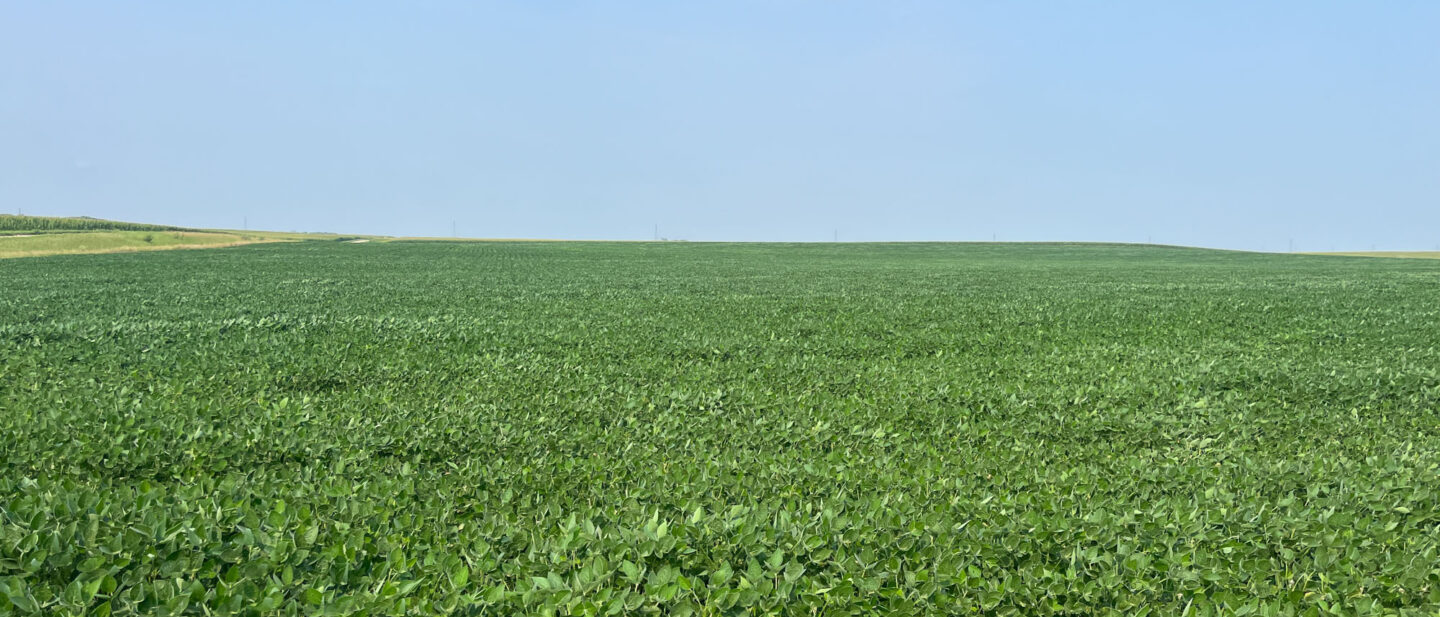 Tract 3 40 ac field
