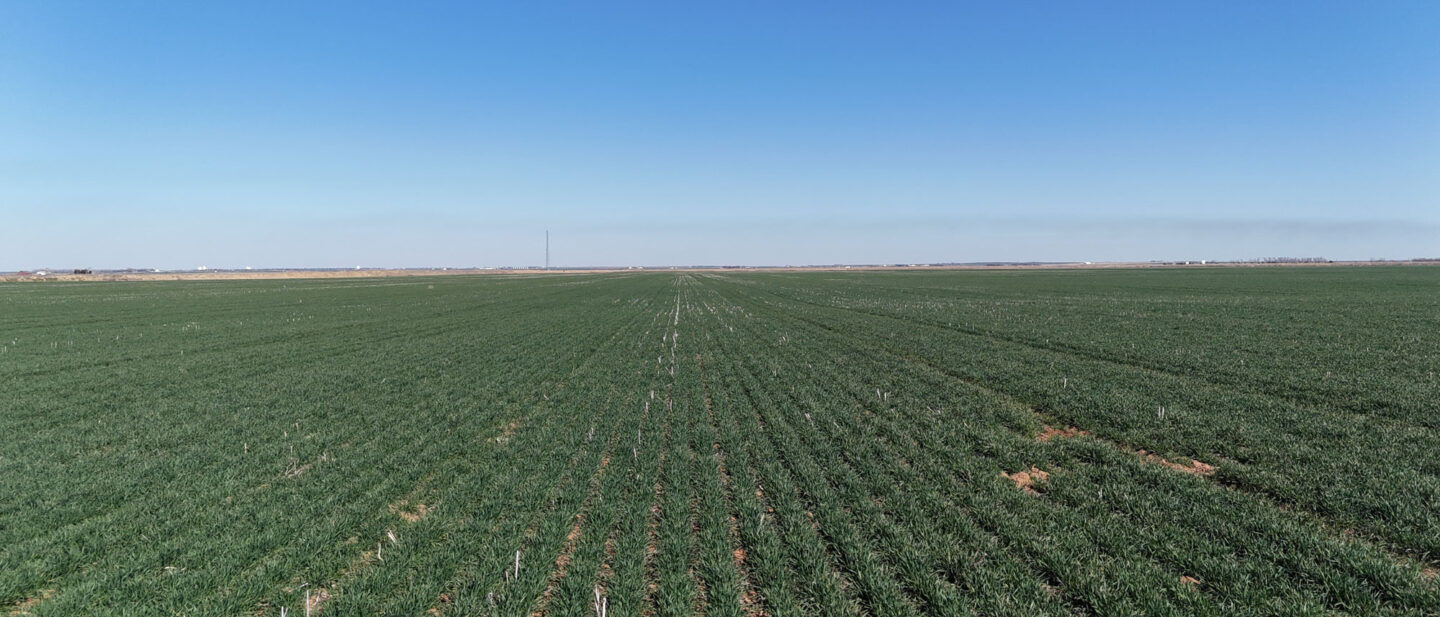 Tract 3 Wheat