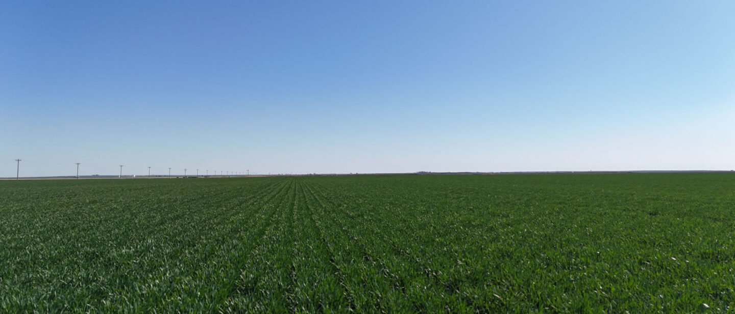 Tract 4 Wheat