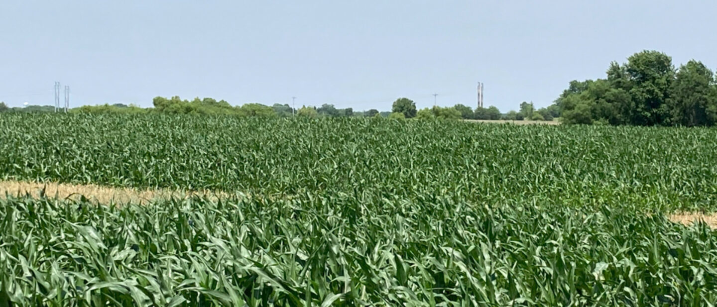 Tract 6 corn crop