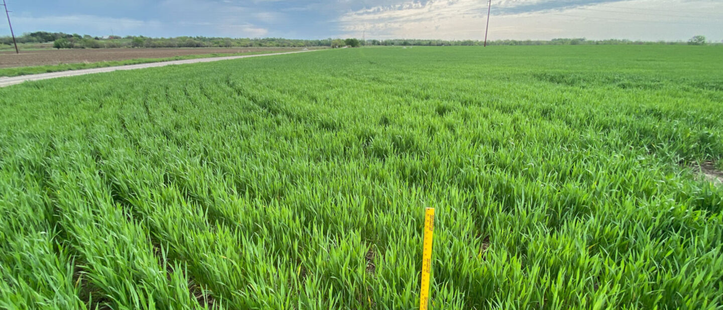 Twin row wheat on Arpil 23rd