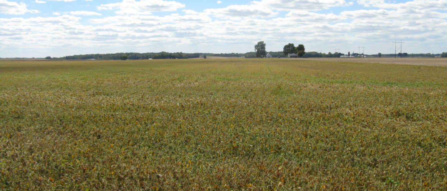 View north on Tract 1 71 acres