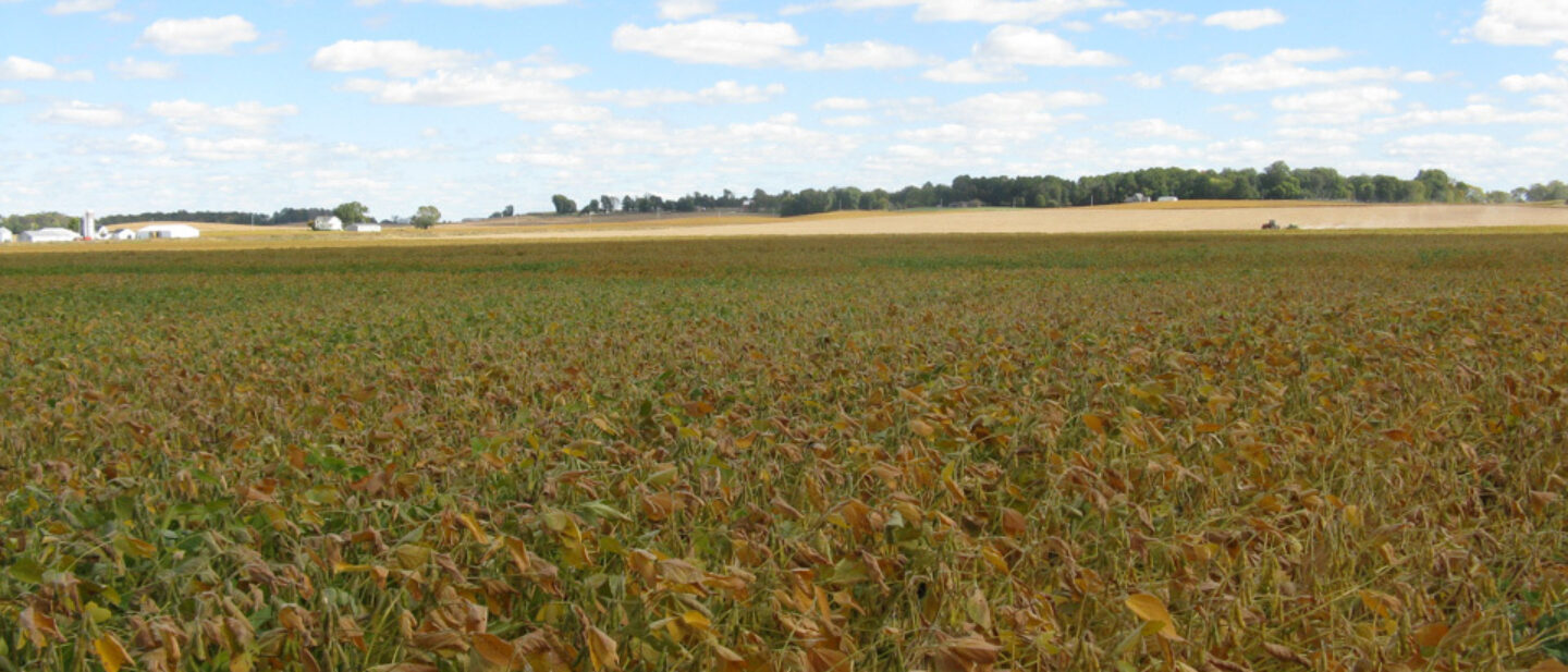 View northeast across Tract 1