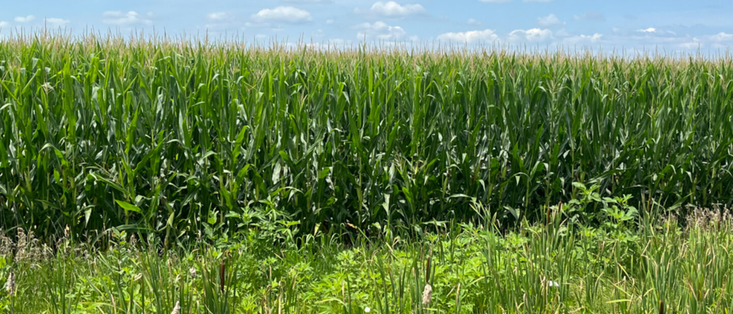 View of corn field