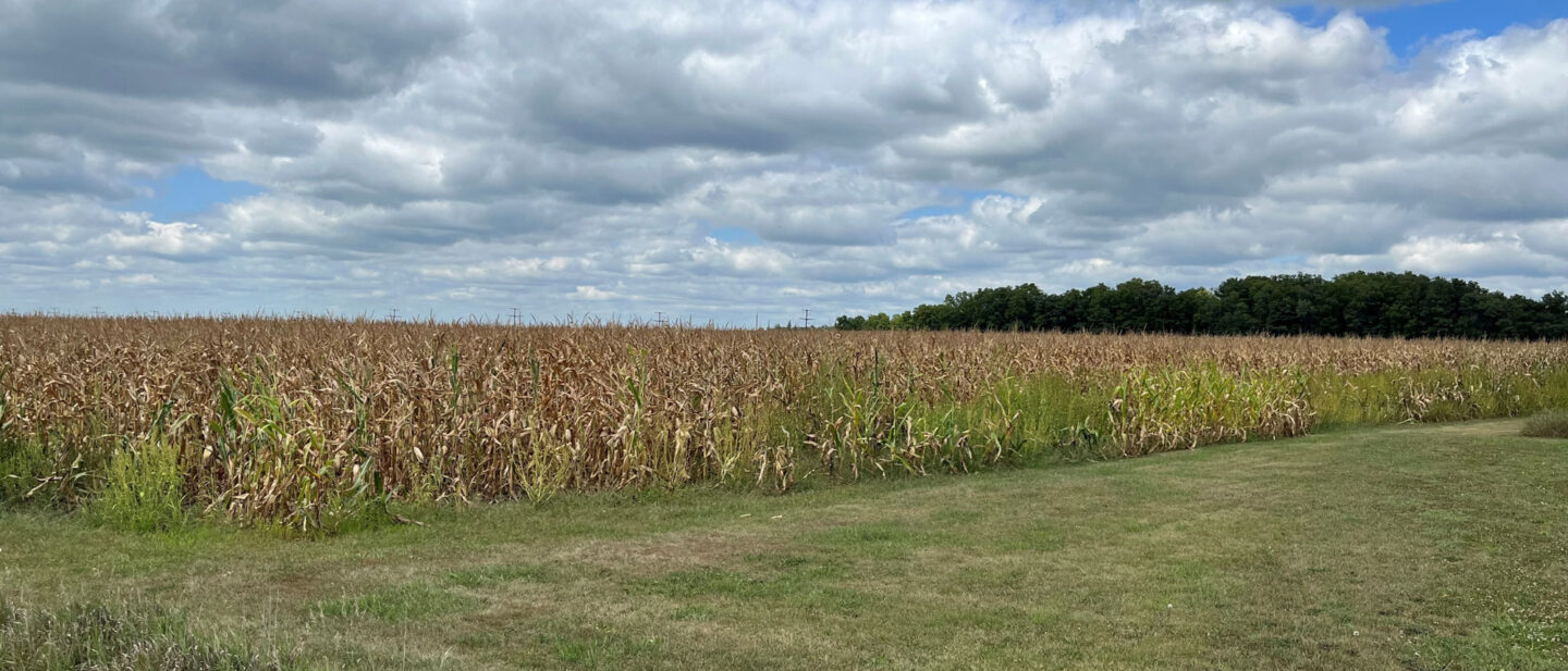 View of the corn field 2