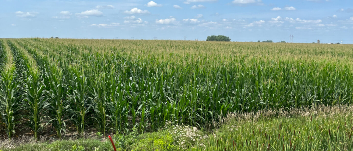 View of the corn field