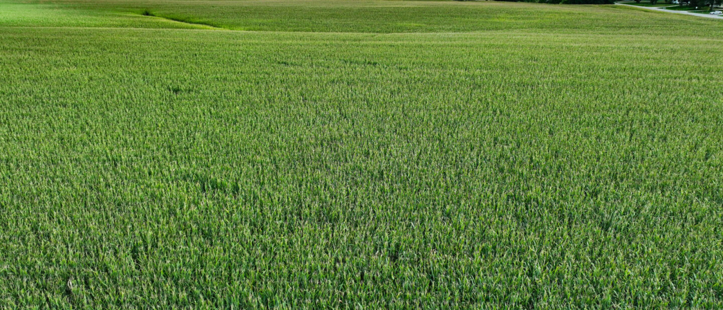 Webster Co Iowa 4 cropland L2400514