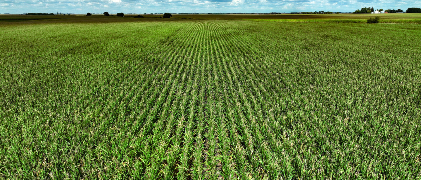 Webster Co Iowa 5 cropland L2400514