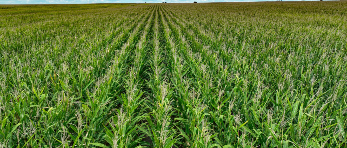 Webster Co Iowa 7 cropland L2400514