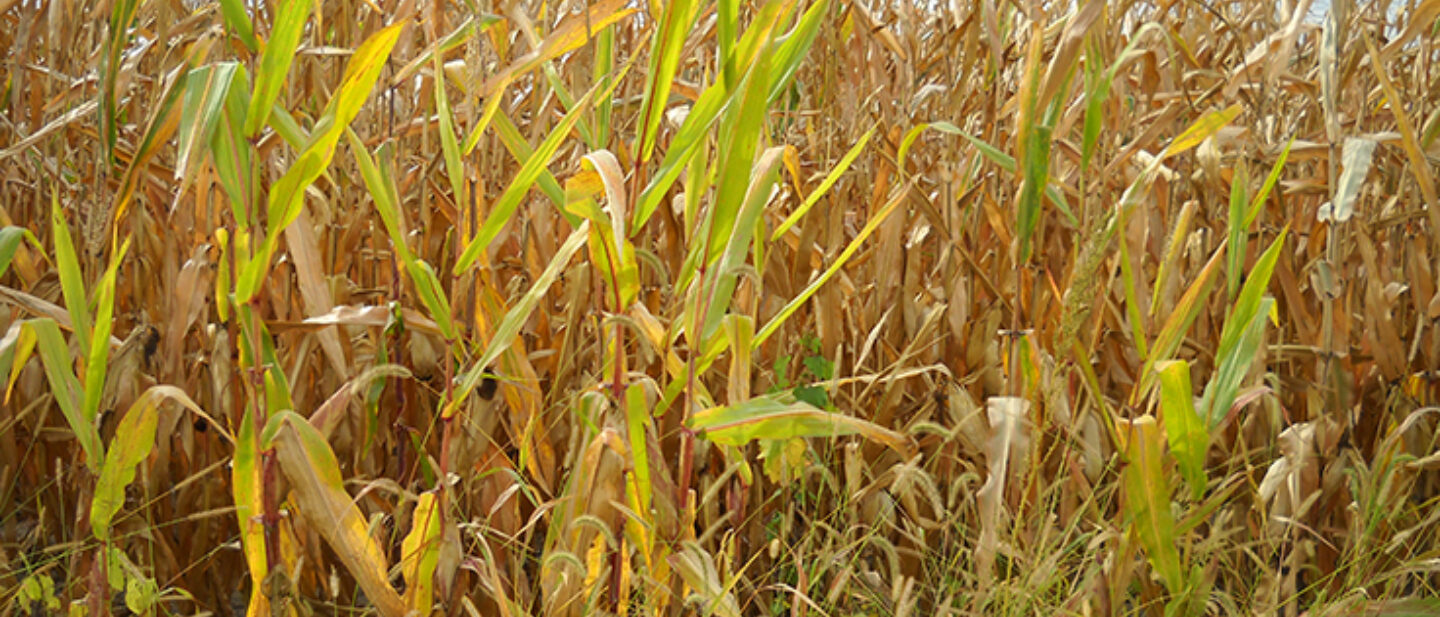 Welsh Fayette Corn