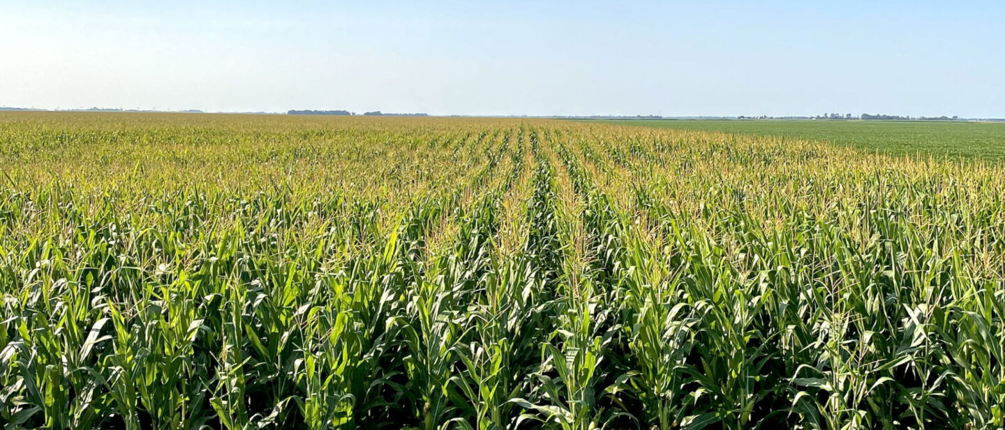 Weniger Corn 2