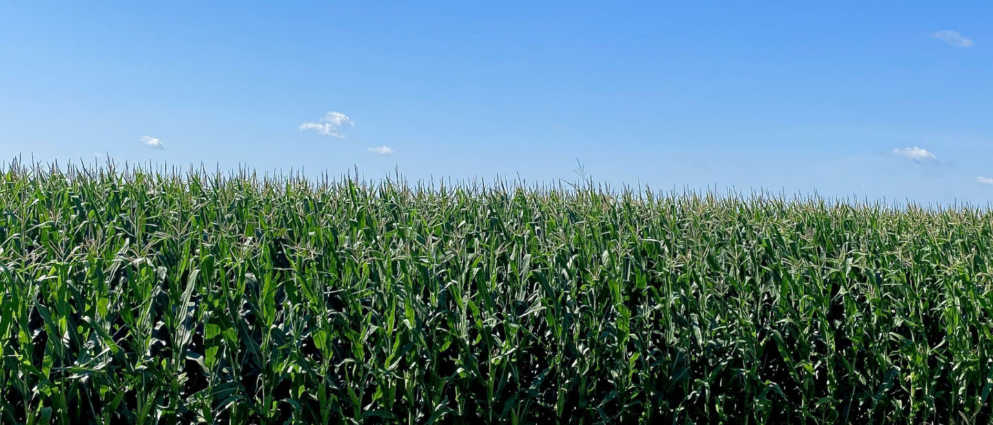 Weniger Corn 3