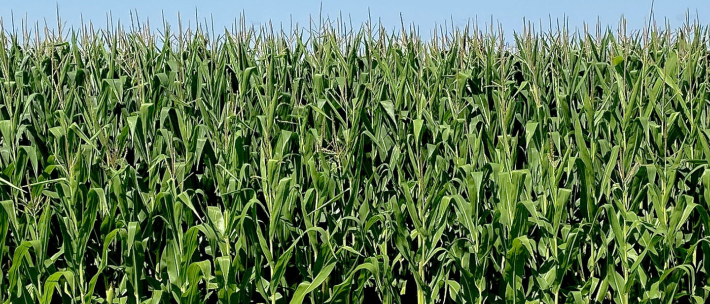 Weniger Corn