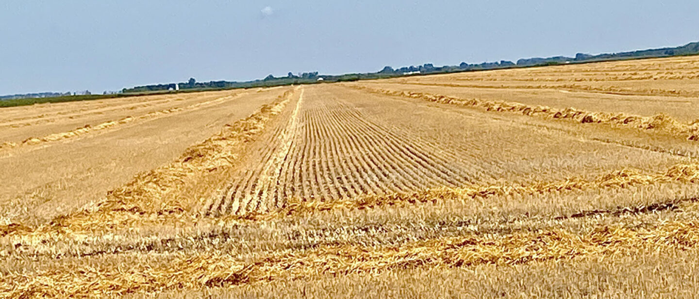 Weniger Stubble