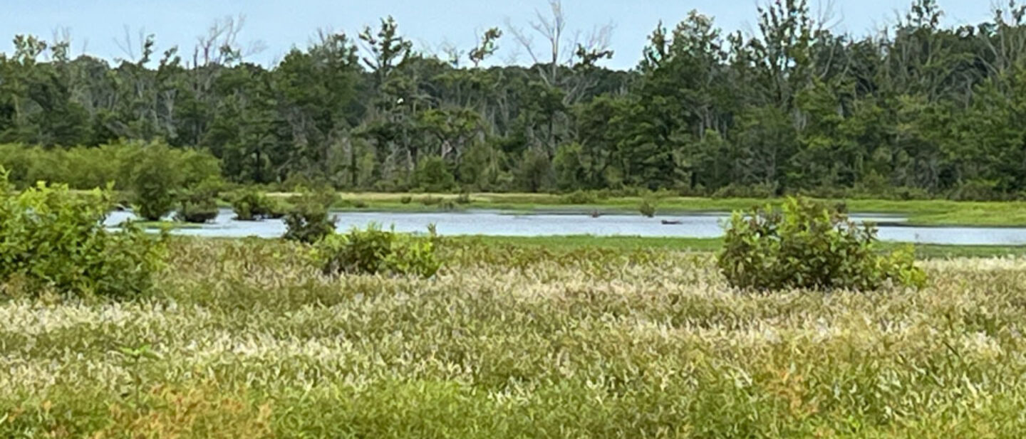 Wetlands Central Tract