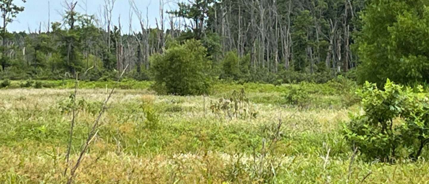 Wetlands West Central Tract