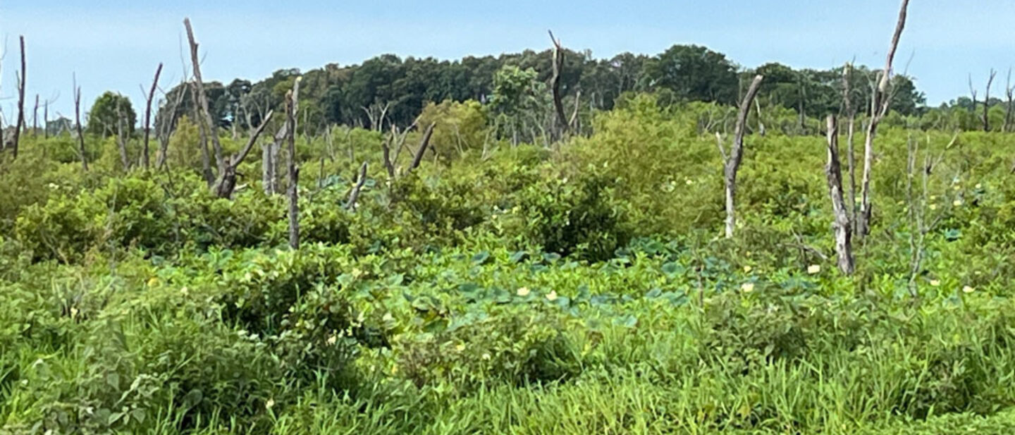 Wetlands West Tract