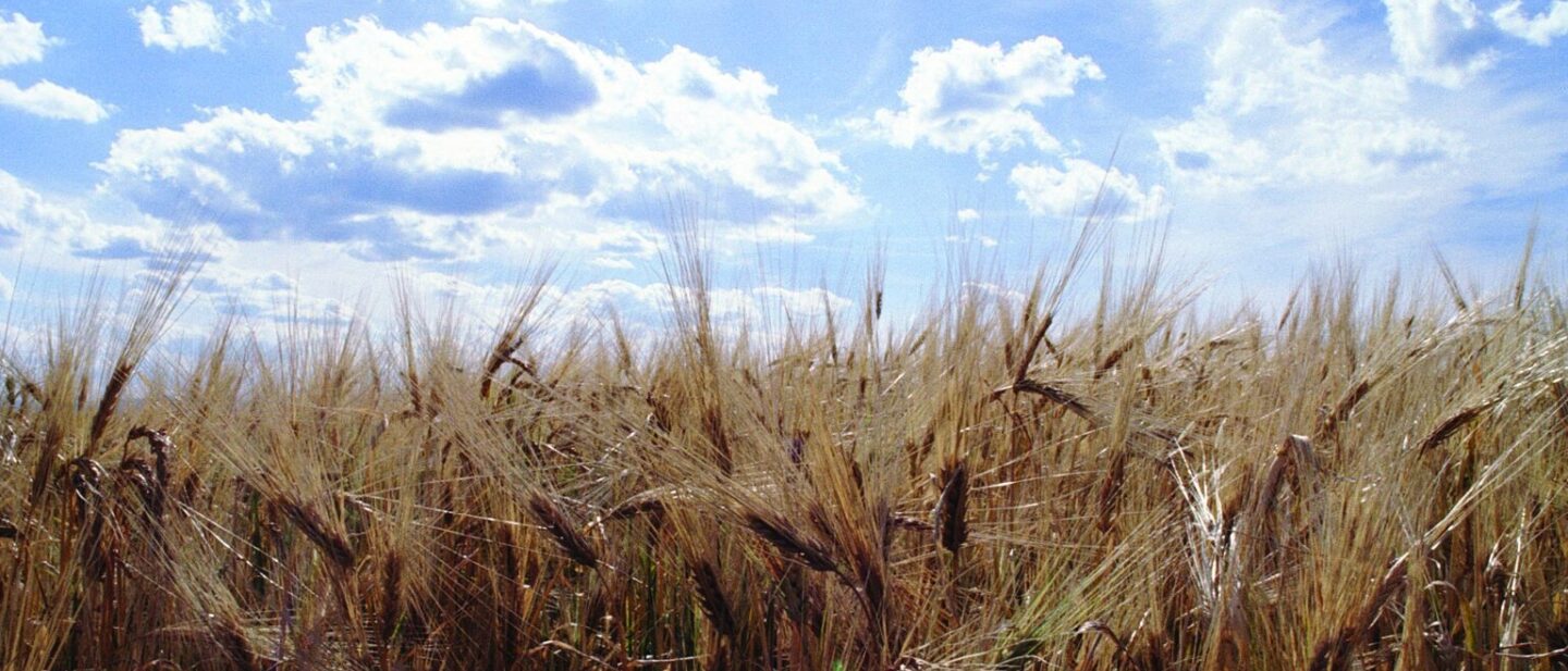 Wheat Field Stock Photo