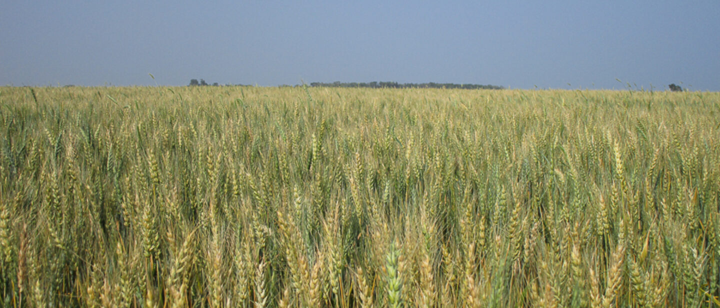 Wheat close up