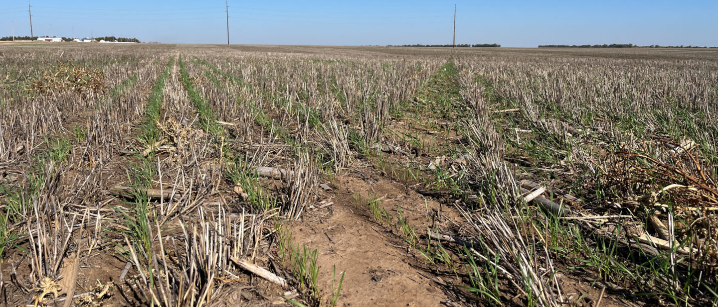 Wheat on Tract 4