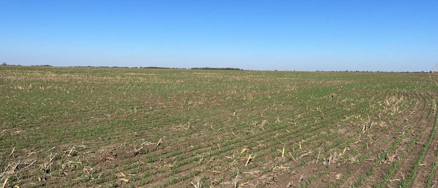 Wheat on Tract 9