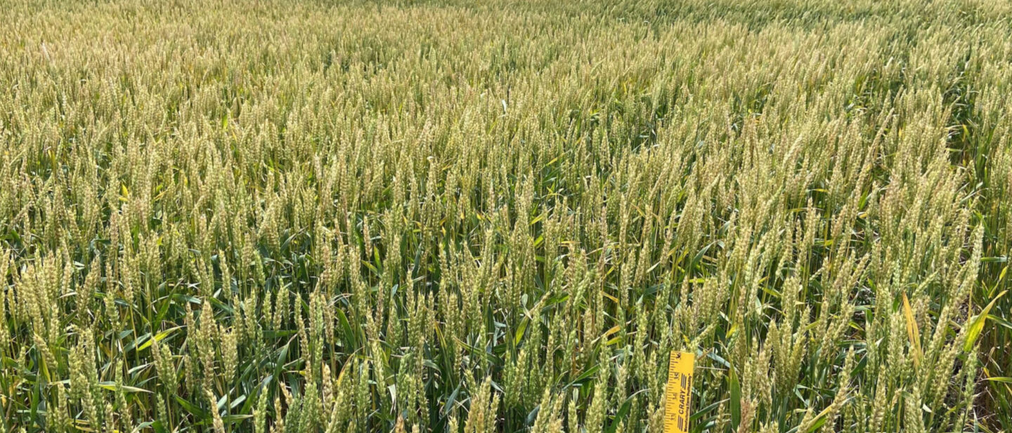 Wheat overview