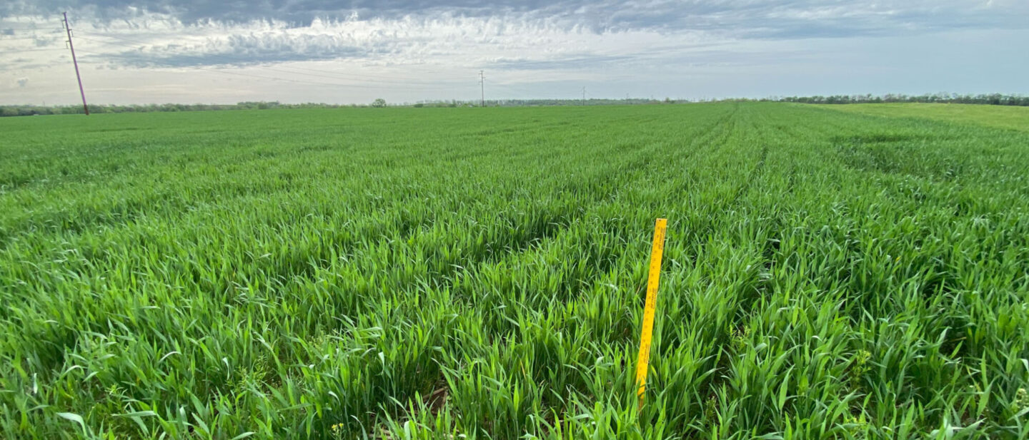 Wheat overview