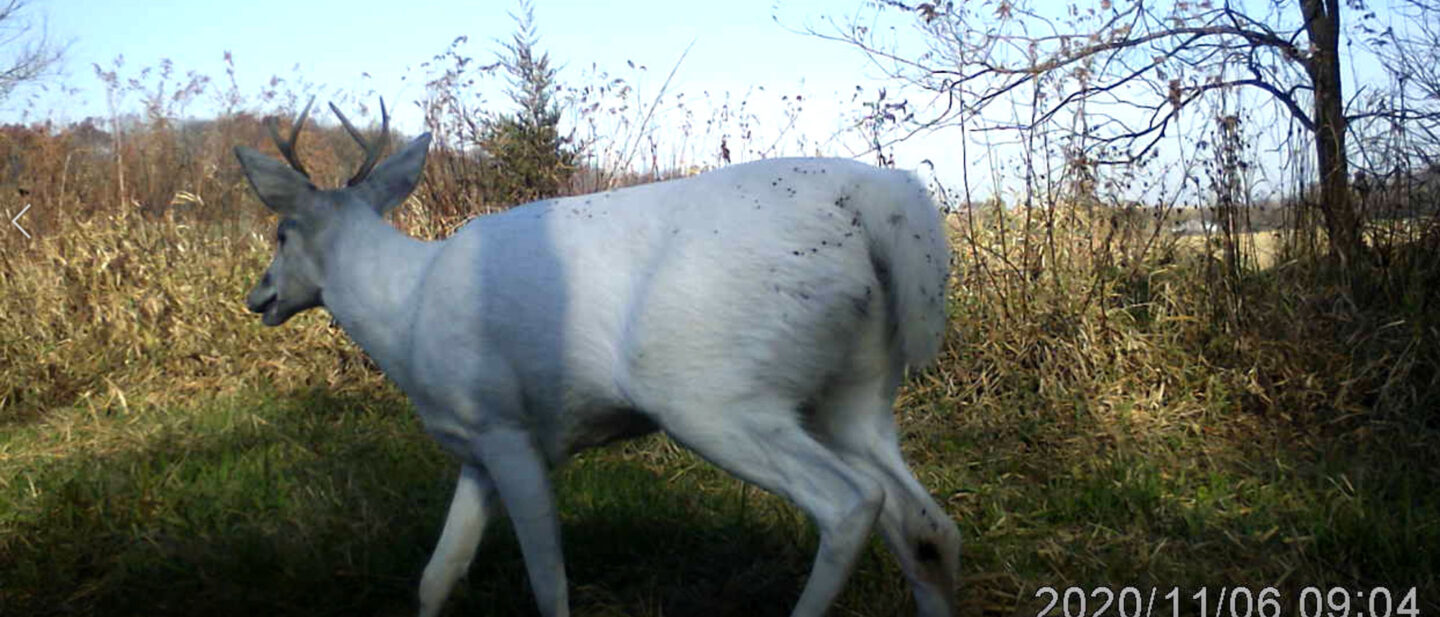 Whitey