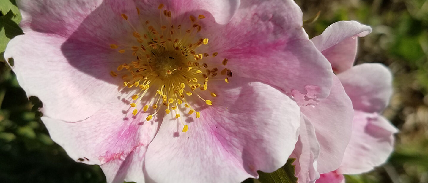 Wildflower in CRP