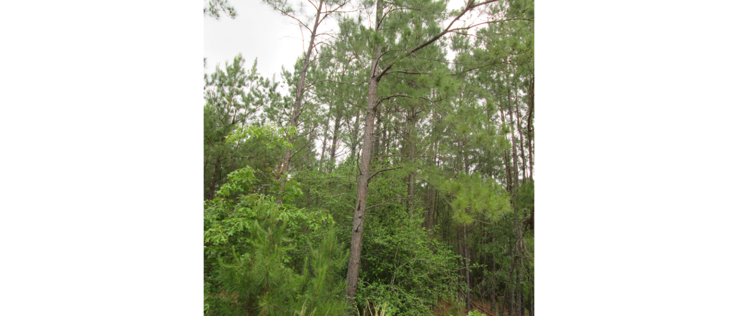 Yvonne Scott Life Estate 3