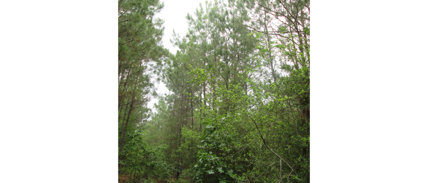 Yvonne Scott Life Estate 5
