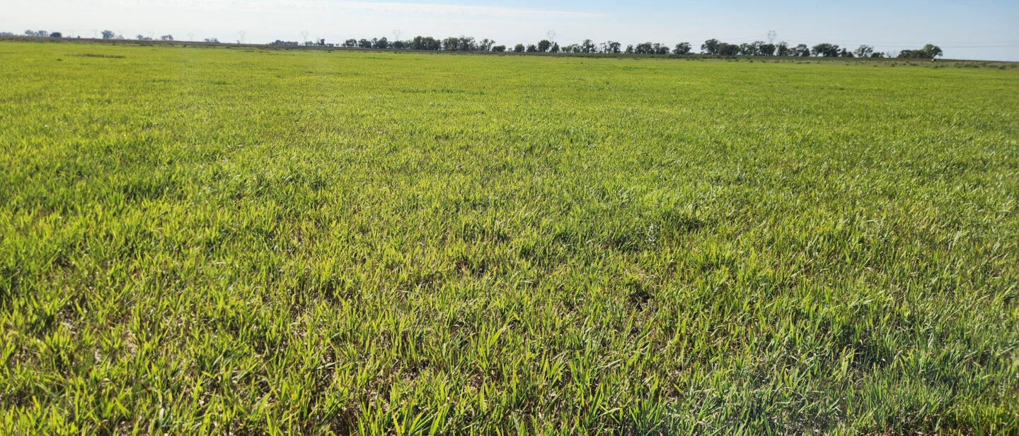 Bc tract 2 grass 2