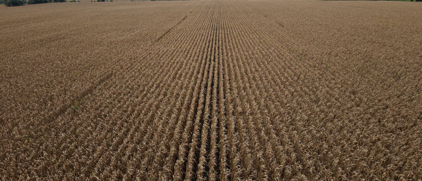 Chickasaw county iowa investment grade farmland auction
