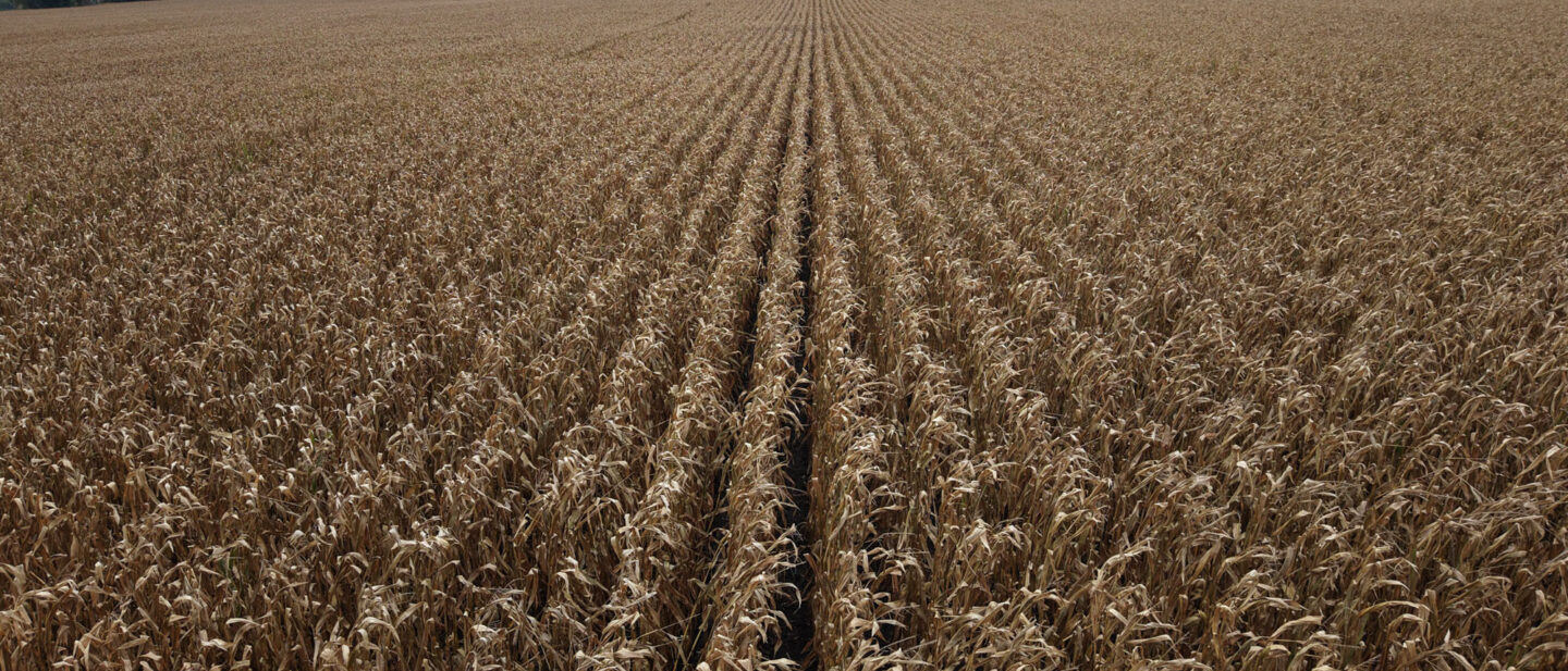 Chickasaw county iowa productive corn soybean farm auction