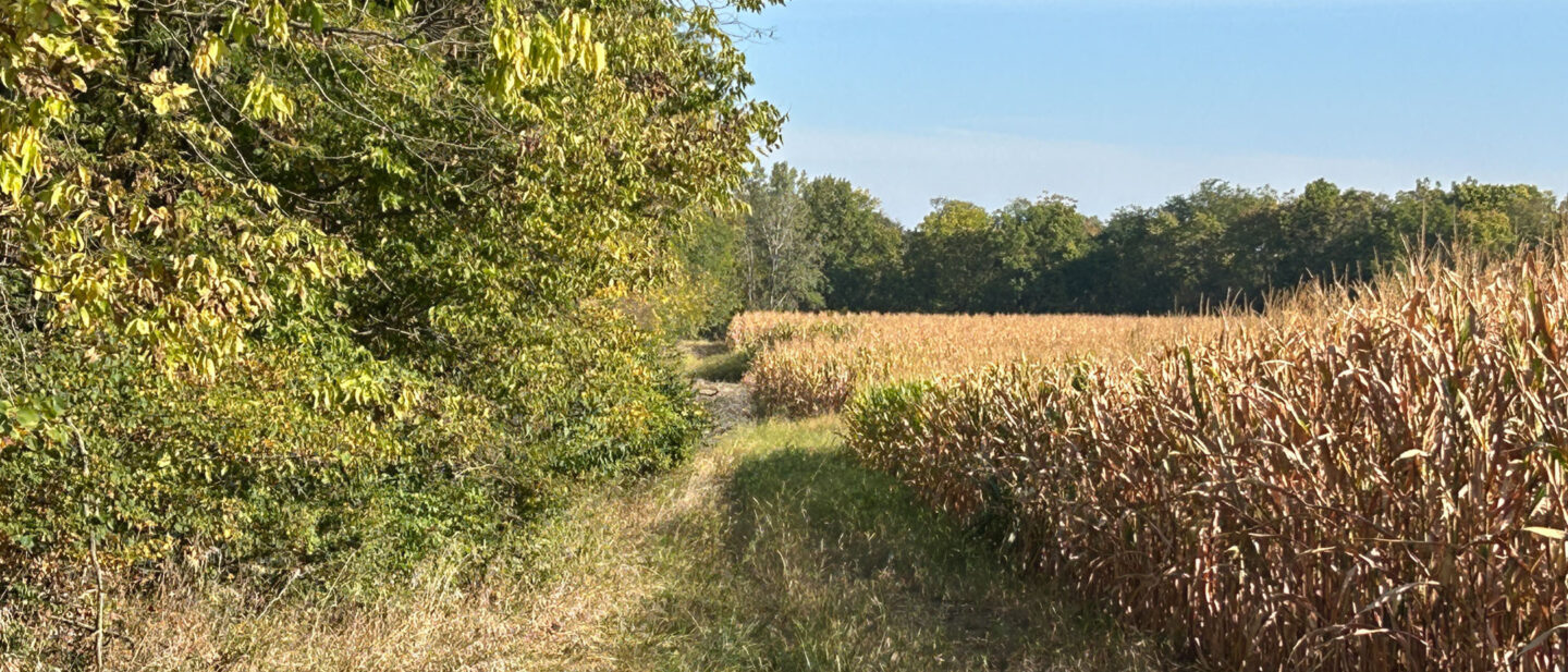 Corn field east of creek