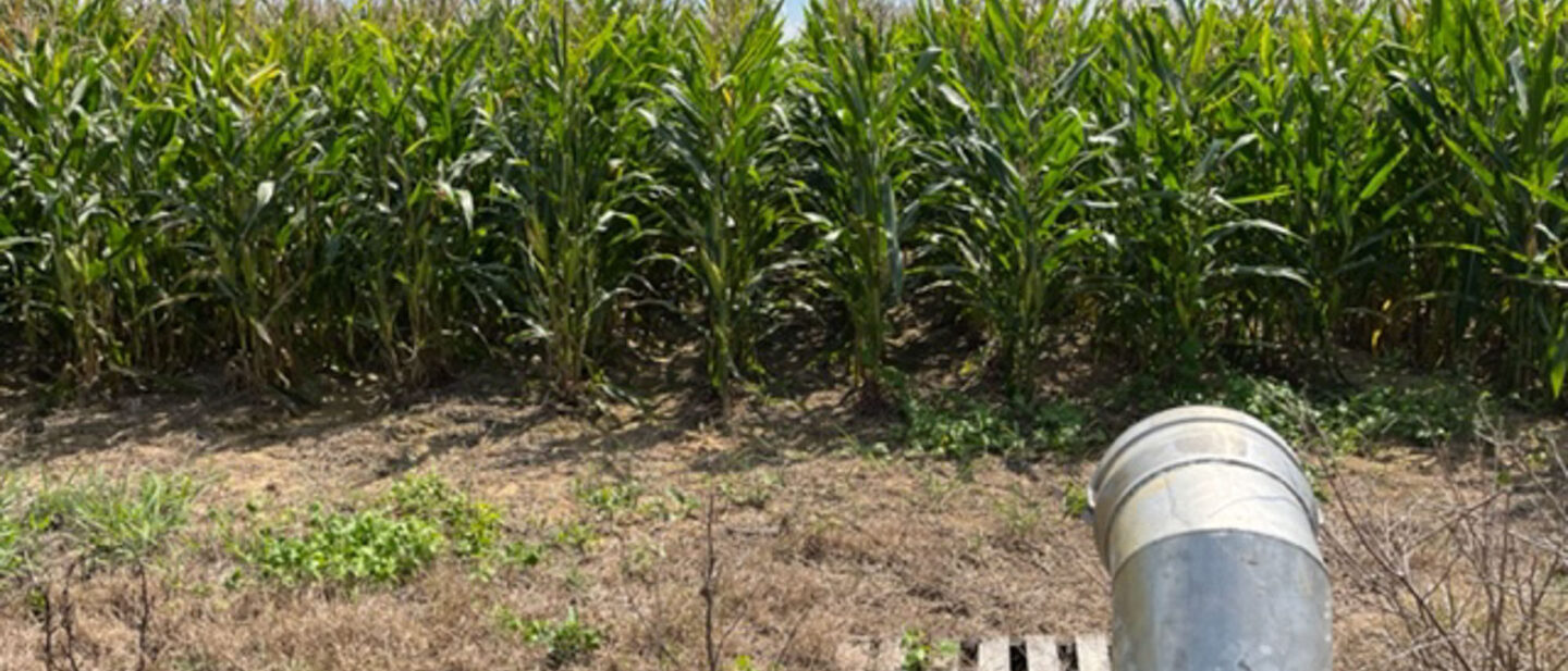 Early corn