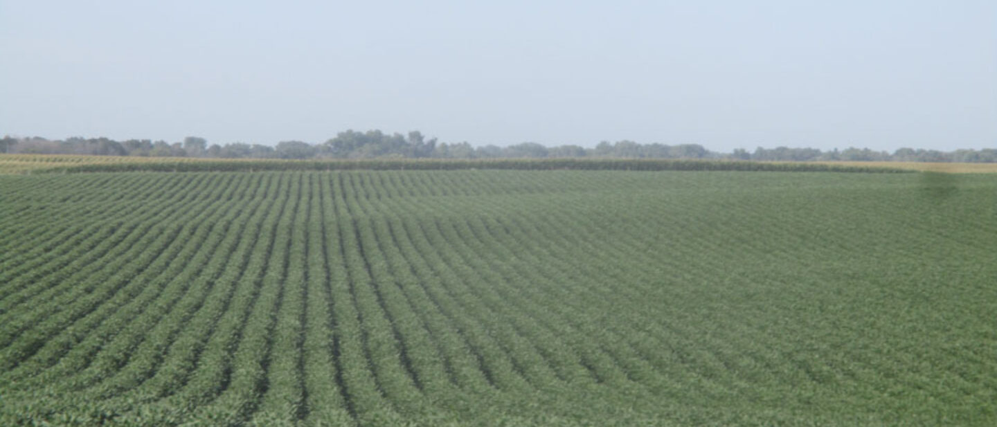 Excellent crop developing on farm of Ritland Moeller LLC