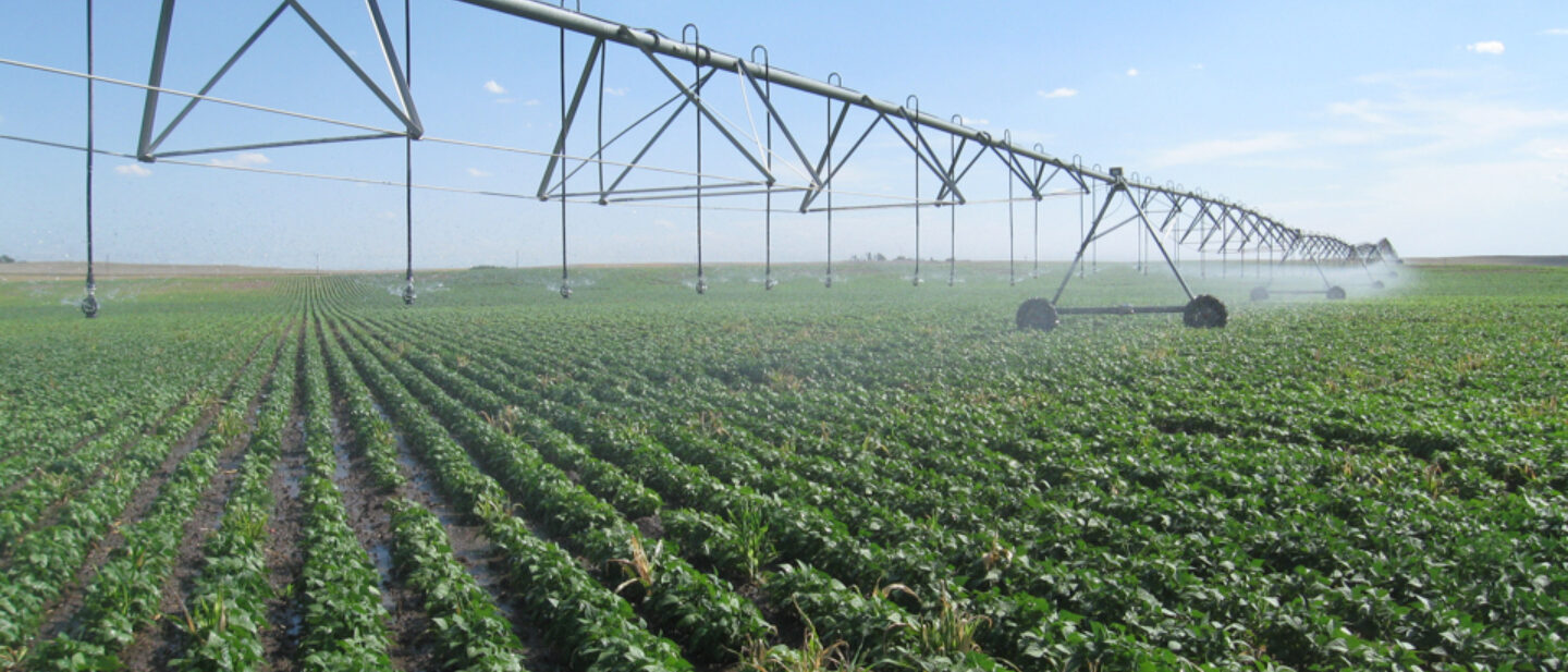 Irrigating dry beans