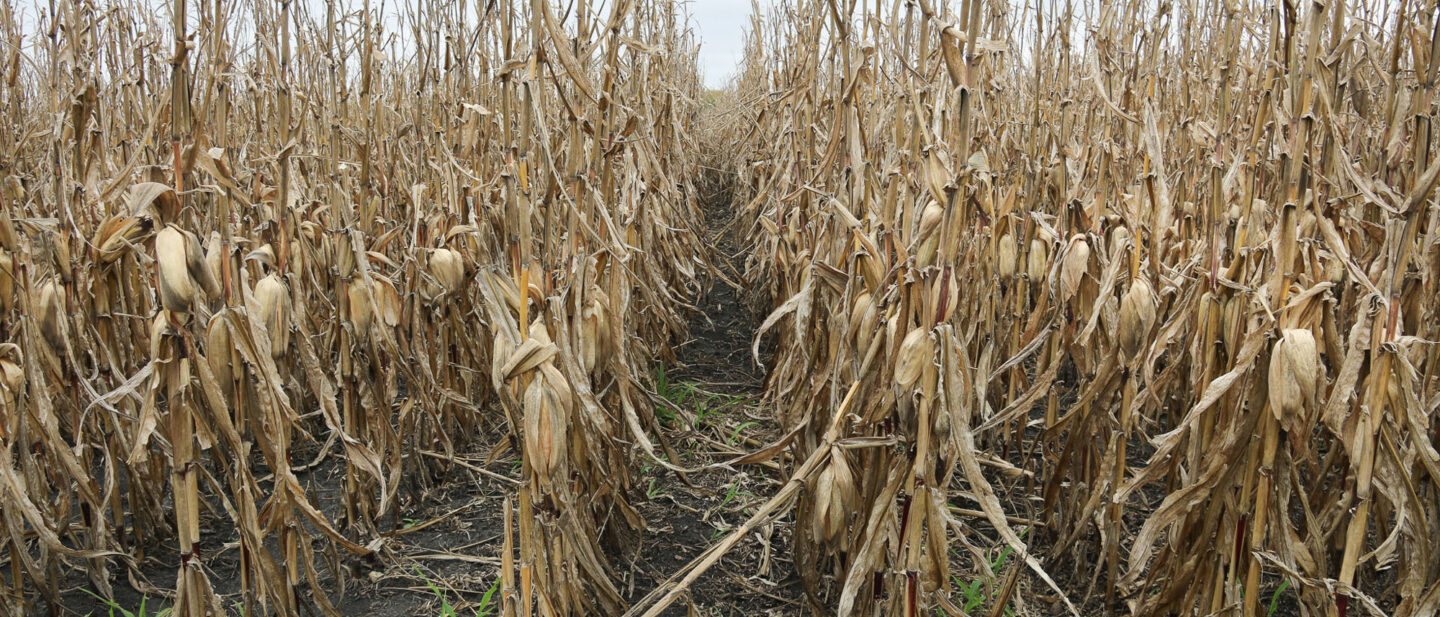 Land auction pocahontas county iowa